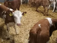 Rinder (Partie, Geschlecht nicht angegeben), Simmental cattle — Foto 1