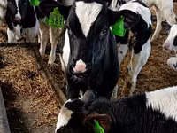 Cow, Russian Black pied cattle — photo 3