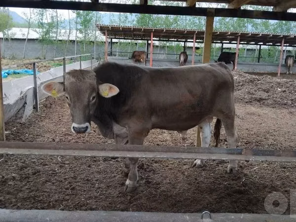 Cattle (batch, sex not specified), Cattle