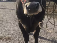 母牛, Swiss cattle — 照片 2