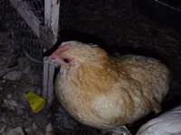 Chickens — Foto 2