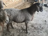भेड़, भेड़ — फ़ोटो 1
