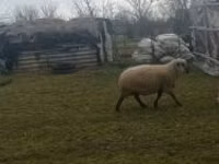 Хуц, Shroshire sheep — 2 зураг