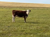 Cattle (batch, sex not specified), Hereford — photo 1