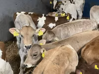 Rinder (Partie, Geschlecht nicht angegeben), Simmental cattle — Foto 3