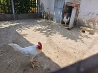 来航鸡 — 照片 2