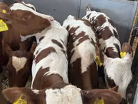 मवेशी (लॉट, लिंग निर्दिष्ट नहीं), Simmental cattle — फ़ोटो 1