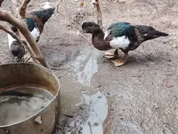 Ducks — Foto 4