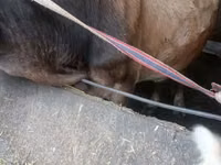 गाय, अलाताऊ नस्ल — फ़ोटो 3