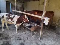 Үнээ, Red Estonian cattle — 1 зураг