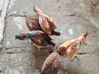 Chickens — Foto 3