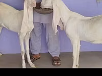 बकरी, Gulabi goats — फ़ोटो 4