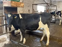 Kuh, Holstein-Rasse — Foto 7