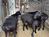 Ram, Sheep — photo 2