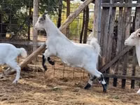 बकरा, Saanen goat — फ़ोटो 4
