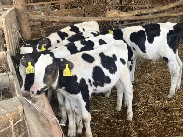 Бух, Russian Black pied cattle