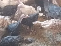 Turkeys — 照片 2