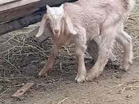 बकरा, Damask goat — फ़ोटो 2