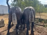 Адуу, Percheron — 8 зураг