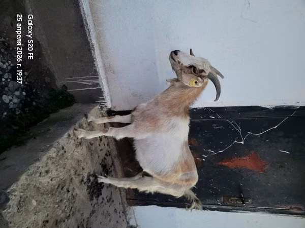 Billy Goat, Goats