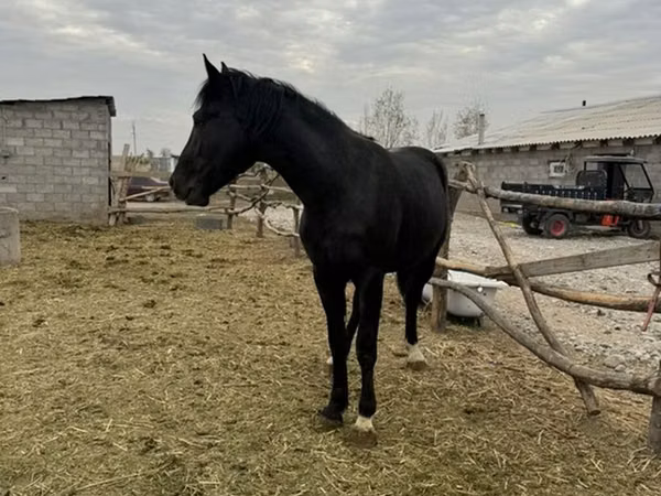 Caballo, Caballos