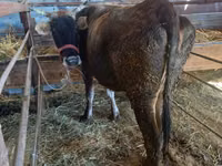 गाय, Russian Black pied cattle — फ़ोटो 4