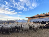 Widder, Kuibyshev sheep — Foto 2