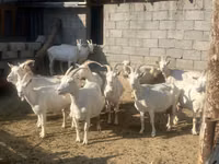 बकरी, Saanen goat — फ़ोटो 2