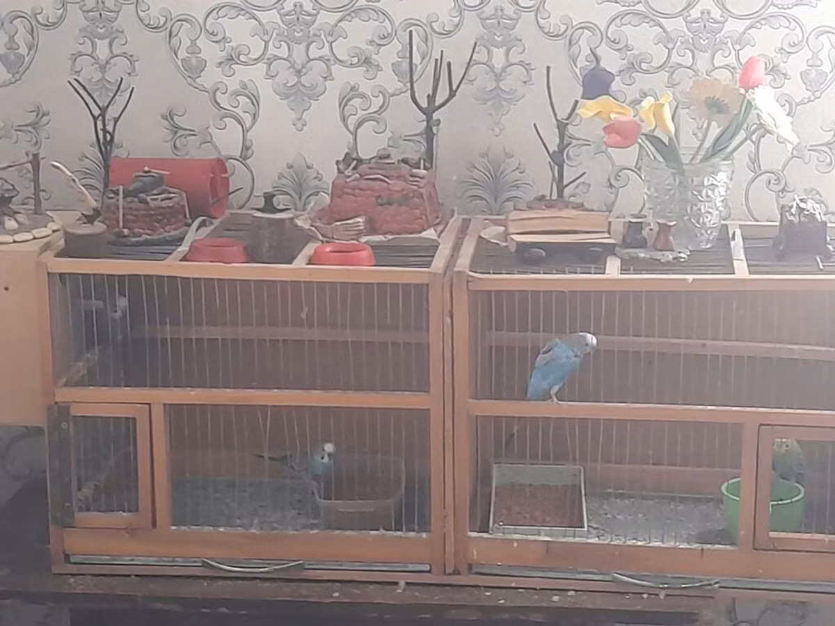 Taxta konstruksiyalı geniş quş qəfəsləri və içindəki bəzəkli