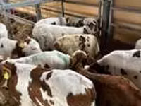 公牛, Cattle — 照片 7