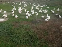 German Pekin — photo 4