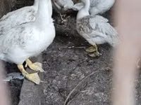 Ducks — फ़ोटो 1