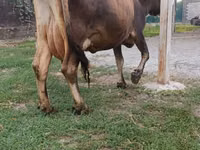 Cow, Cattle — photo 5