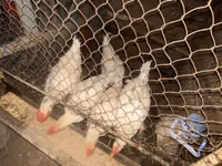 Chickens — Foto 1