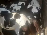 Bulle, Holstein-Rasse — Foto 1