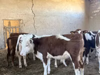 Cattle (batch, sex not specified), Simmental cattle — photo 3
