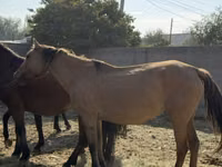 母马, Horses — 照片 4