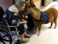 Mare, Miniature horse — photo 3