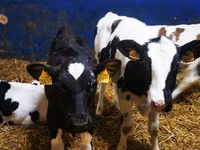 Kuh, Holstein-Rasse — Foto 5