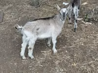公山羊, Goats — 照片 4
