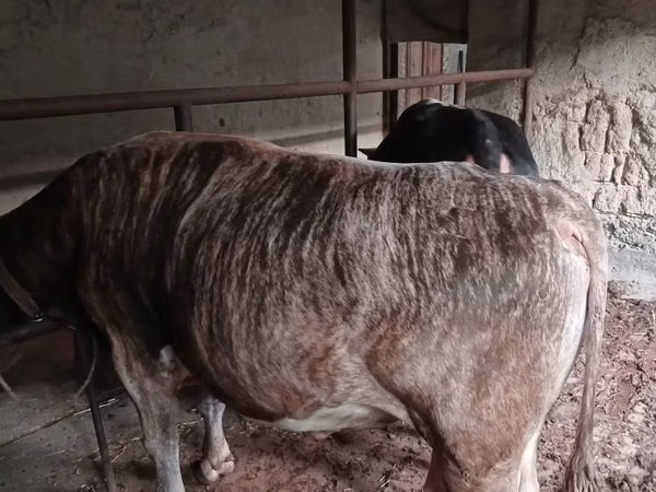 Cattle (batch, sex not specified), Cattle