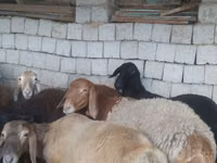 Ram, Blackheaded Persian sheep — photo 3
