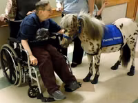 Horse (M), Miniature horse — photo 8