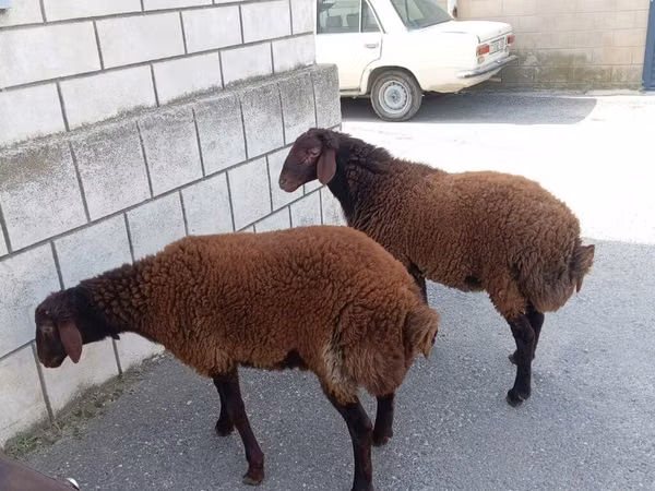 Carnero, Ovejas