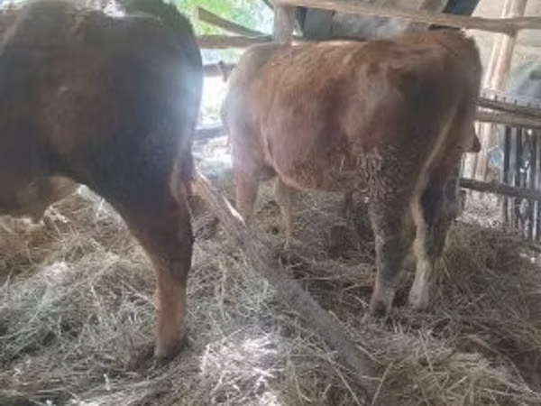 Toro, Vaca Limousin
