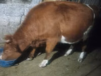 بقرة, Latvian Blue cattle — الصورة 4