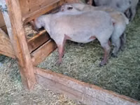 Хуц, Rouge de l’Ouest sheep — 1 зураг