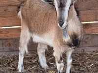 عنزة, West African dwarf goats — الصورة 3
