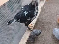 gallina danesa — foto 5