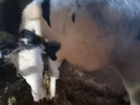 Bulle, Russian Black pied cattle — Foto 5